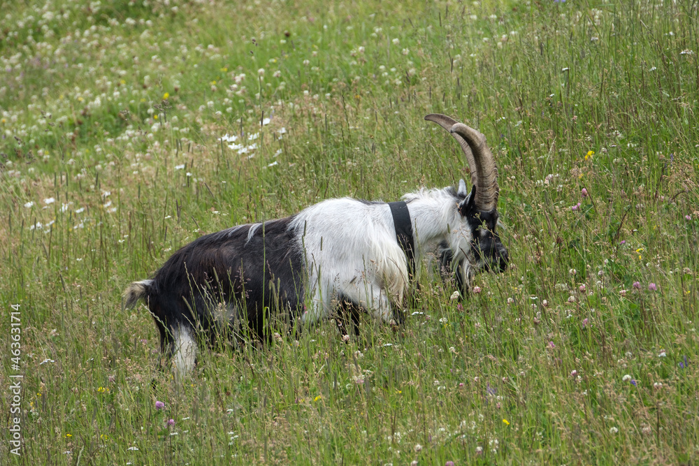 Corvara - August: a young mountain goat in Piz Boe' Corvara - August: a young mountain goat in Piz Boe'