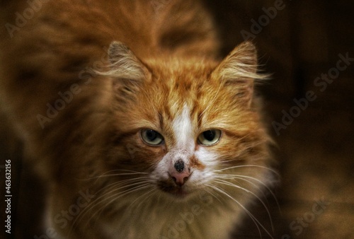 portrait of a cat © Александр Волков