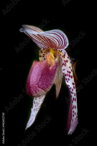 Beautiful Orchid flower isolated on black
