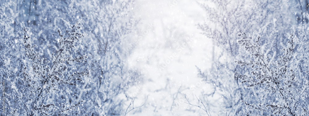 Obraz premium Winter background, Christmas background with snow-covered plants that form a winter pattern