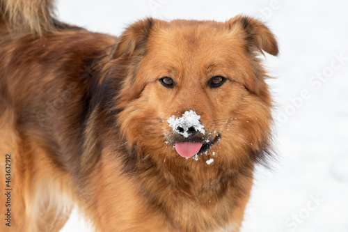 Big brown fluffy dog with snow-covered snout, dog portrait close up