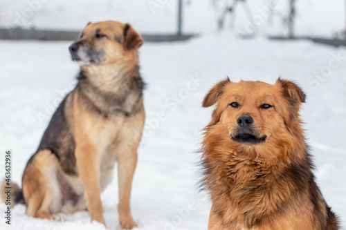 Two dogs in winter outdoors on a background of white snow