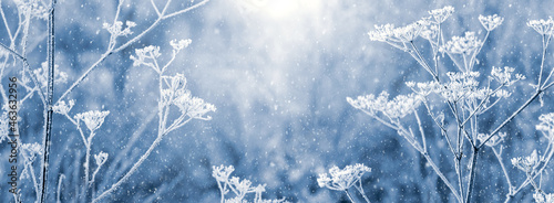 Winter New Year and Christmas background with frost-covered plants during snowfall © Volodymyr