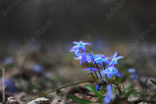 flowers in the forest