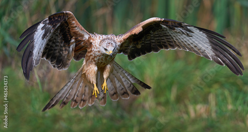 Red kite (Milvus milvus)