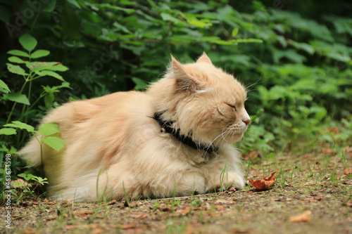 hellbraune Katze mit langem Fell liegt und schläft auf einem Weg