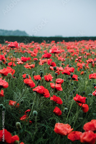 Red Poppy Field