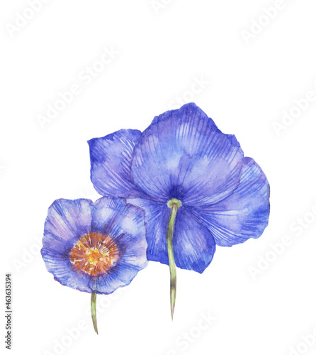 Watercolor blue poppies isolated on white background. Can be used to fabric design, wallpaper, decorative paper, web design, etc.