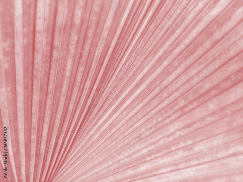 Closeup Abstract blurred pastel magenta color of palm leaf texture background for design  striped plants  sweet nature
