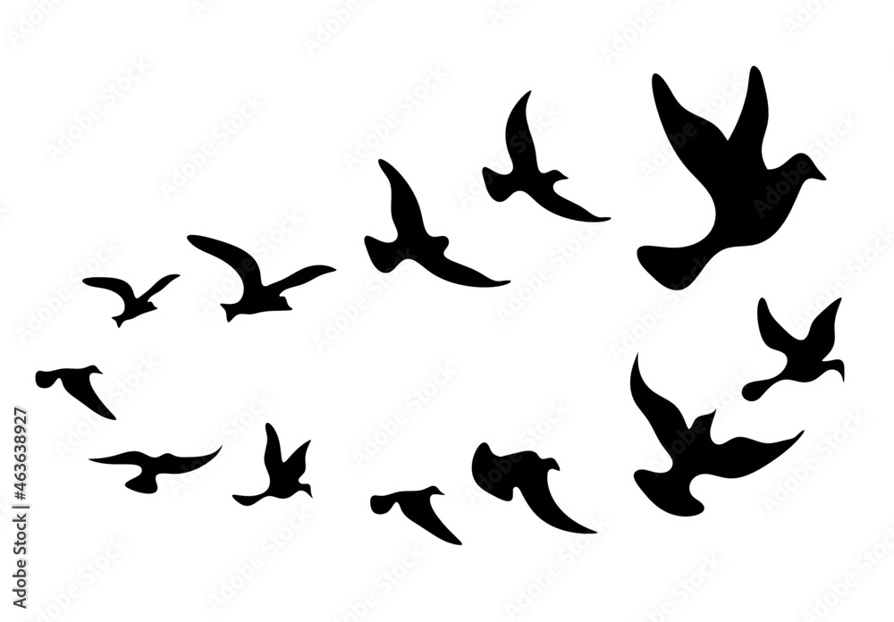 Silhouettes of groups of  birds on white. Vector