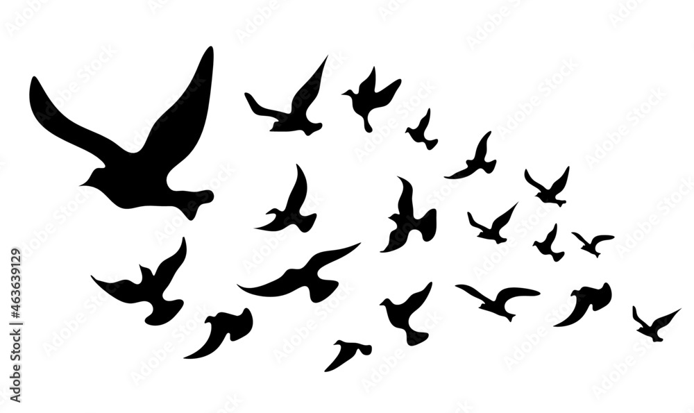 Silhouettes of groups of  birds on white. Vector