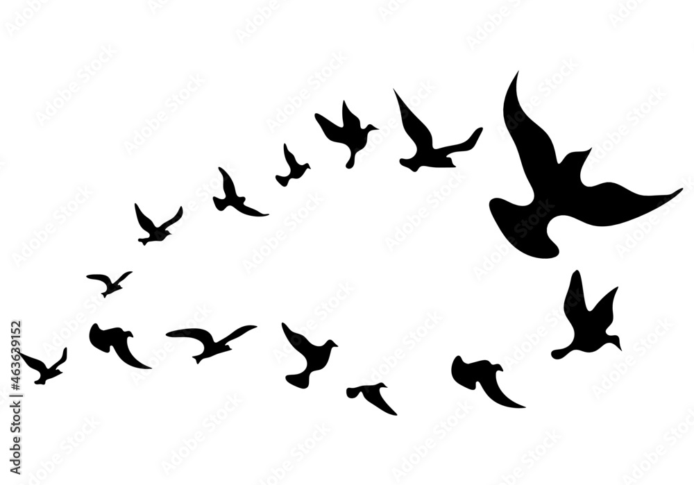 Silhouettes of groups of birds on white. Vector Silhouettes of groups of birds on white. Vector