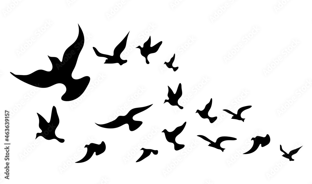 Silhouettes of groups of  birds on white. Vector