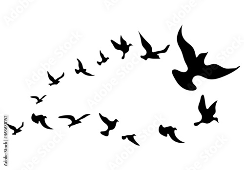 Silhouettes of groups of  birds on white. Vector