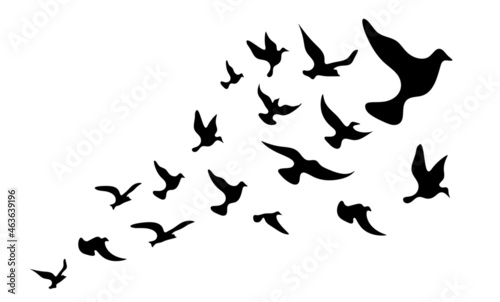Silhouettes of groups of  birds on white. Vector © suns07butterfly