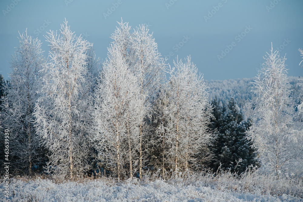 Icy trees and grass at winter. Air moisture condensed on branches because of the cold weather.
