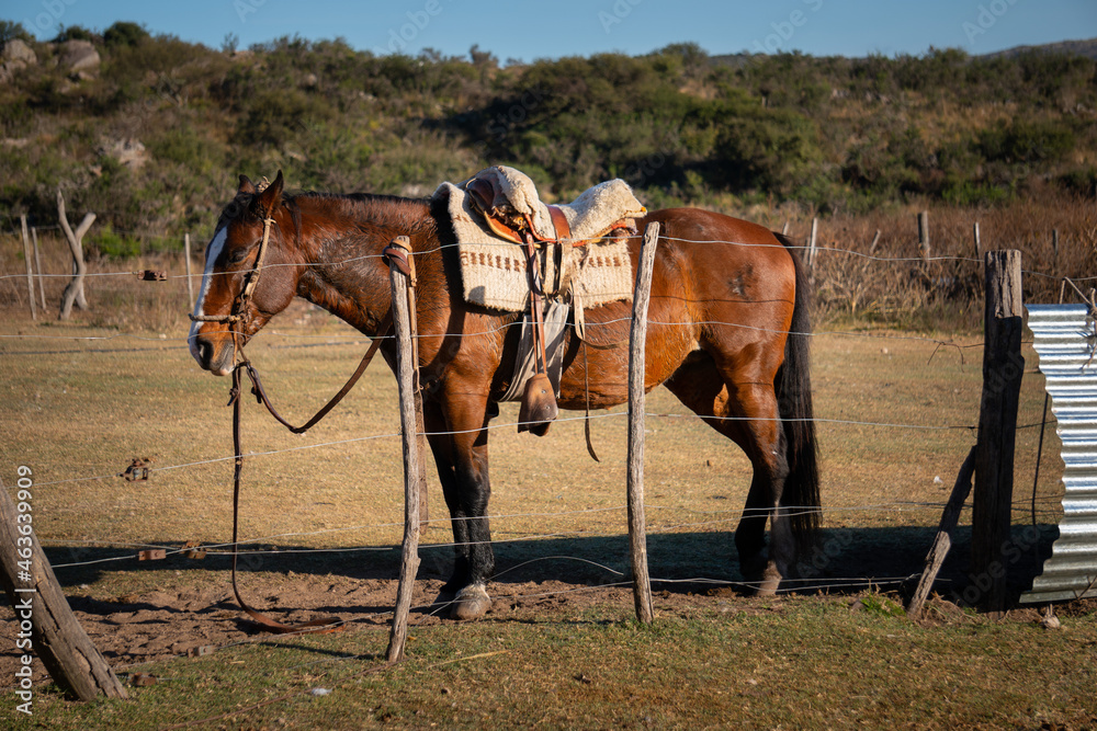 Obraz premium horse and foal