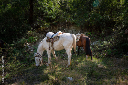 horse and foal