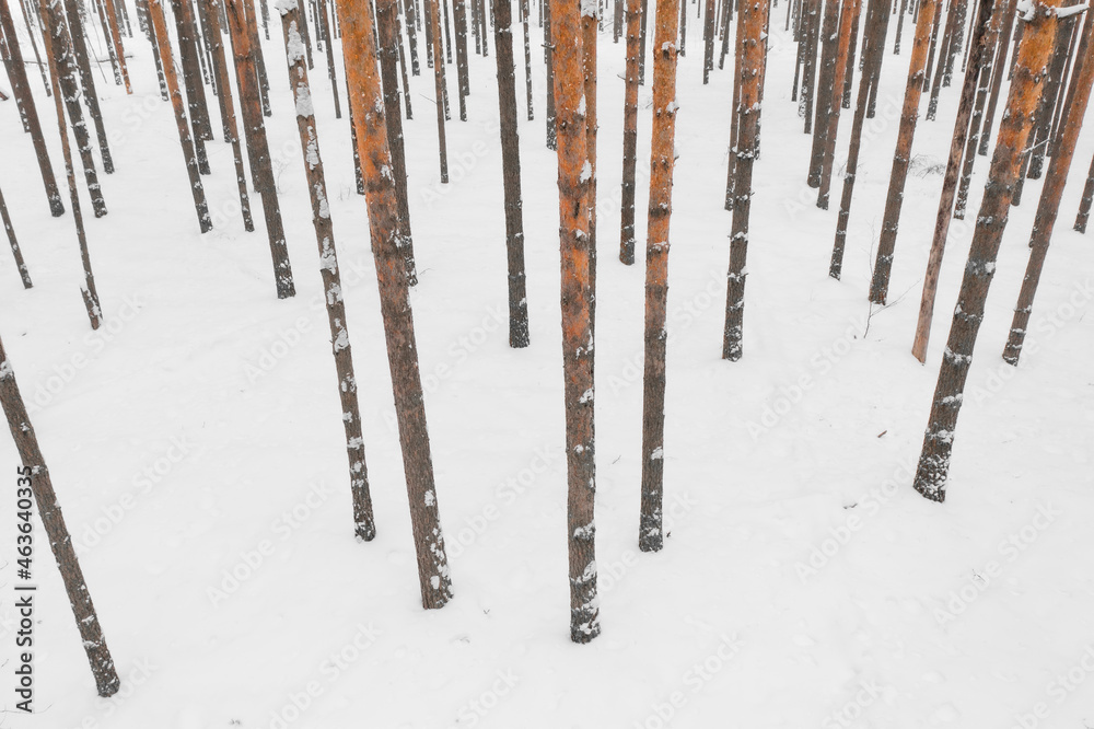 Winter pine forest