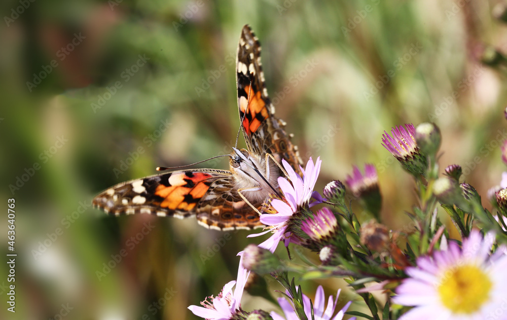 A large hives butterfly on the autumn flowers of a blue aster ..
A large hives butterfly on the autumn flowers of a blue aster ..