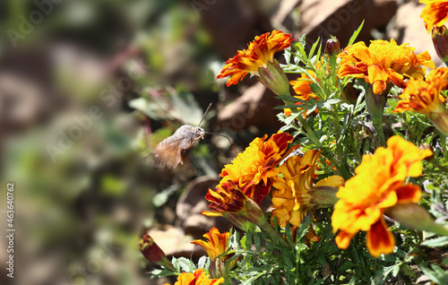 A hawk moth over a flower bed of marigolds © chermit