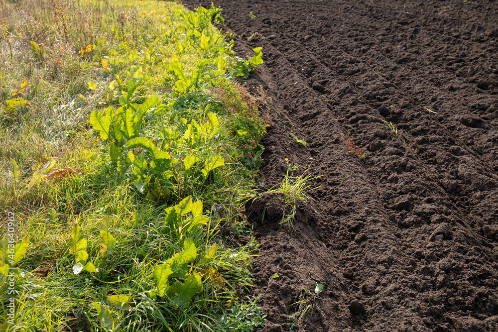 Horseradish Armoracia rusticana taking over the field, highly invasive