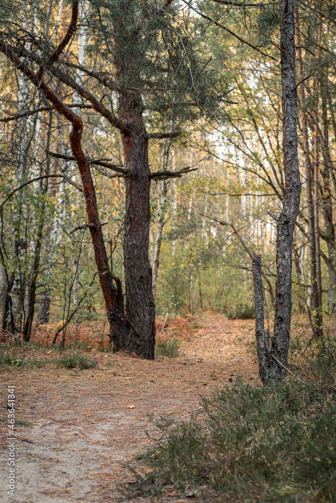 Fototapeta premium Photo of the autumn forest of the middle strip