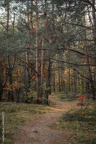 Photo of the autumn forest of the middle strip