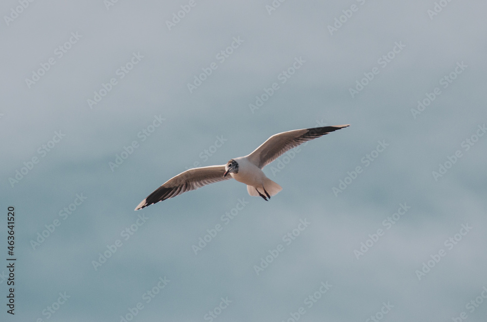 Obraz premium seagull in flight