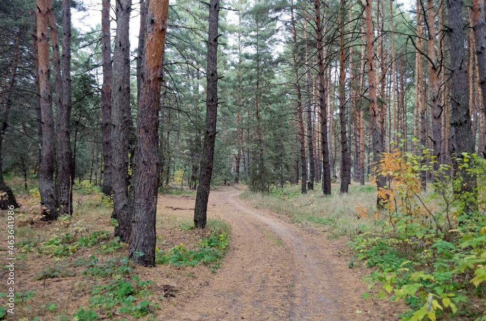 Fototapeta premium Forest Road