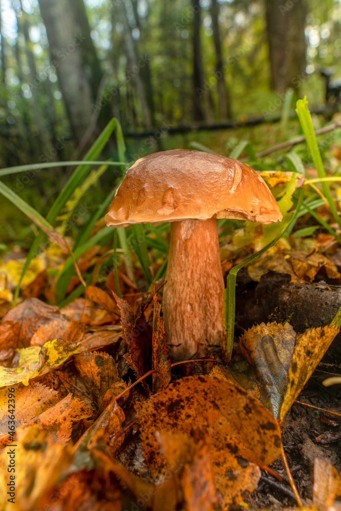 A large Boletus edulis mushroom in the autumn forest under the leaves. close-up. A large Boletus edulis mushroom in the autumn forest under the leaves. close-up.