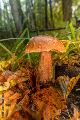 Принти на полотні A large Boletus edulis mushroom in the autumn forest under the leaves