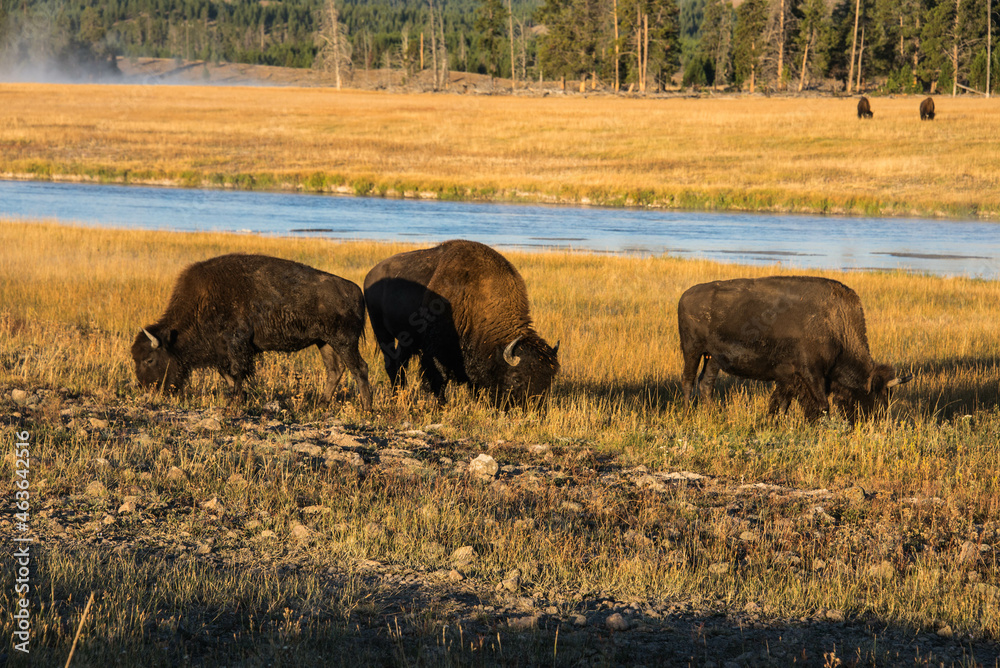 Bison in the Hayden Valley, Yellowstone National Park, Wyoming, USA. Bison in the Hayden Valley, Yellowstone National Park, Wyoming, USA.