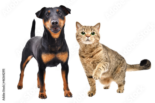Adorable dog of breed Jagdterrier and cat Scottish Straight standing together isolated on white background