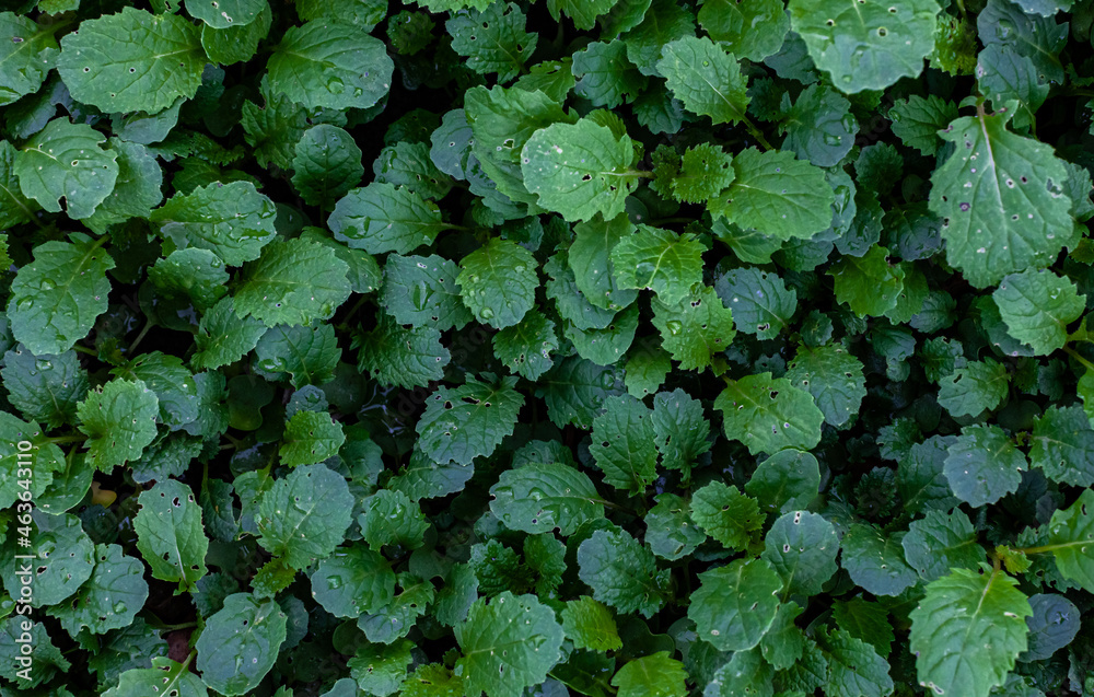 Fototapeta premium green leaves of young mustard in the garden