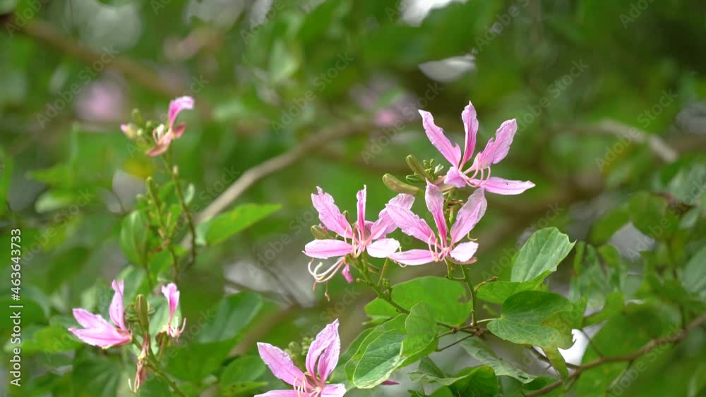 Purple Orchid Tree, Hong Kong Orchid Tree, Purple Bauhinia with green background. Purple Orchid Tree, Hong Kong Orchid Tree, Purple Bauhinia with green background.