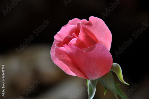 .Rose pink on a dark background
