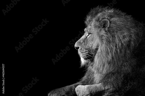 Fototapeta Naklejka Na Ścianę i Meble -  Lion , king isolated , Portrait Wildlife animal