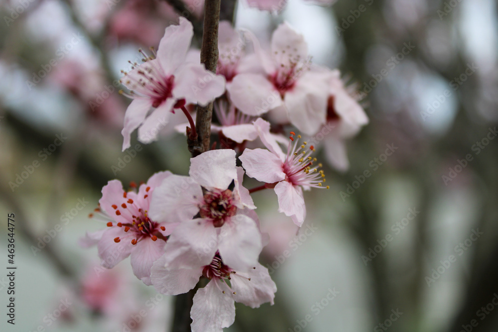 cherry blossom cherry blossom