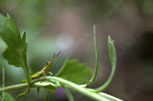 grasshopper on a leaf