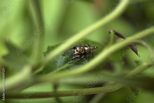 spider on a green leaf