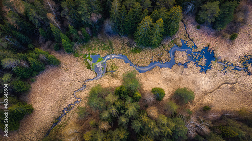 River and forest