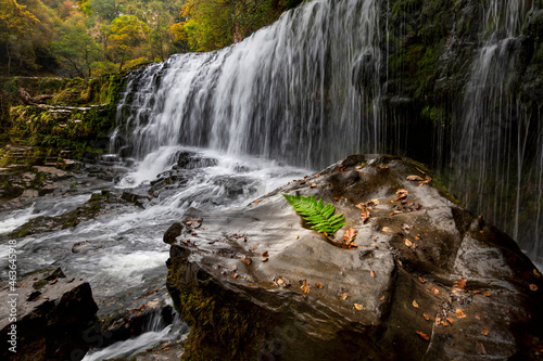 Rock  fern and waterfall