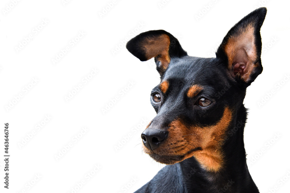 Miniature Pinscher Dog Breed , pet 