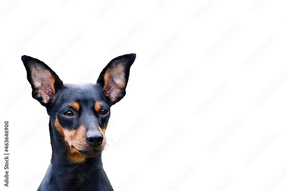 Miniature Pinscher Dog Breed , pet Miniature Pinscher Dog Breed , pet