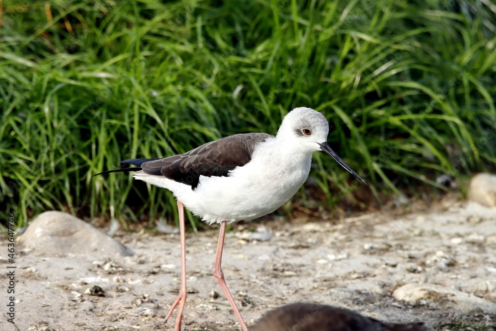 oiseau oiseau