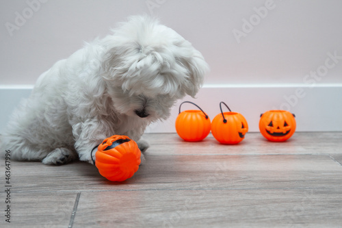 Perro en halloween. Perro con calabazas de halloween. Cachorro de bichón maltés blanco. Suelo de madera gris y pared lisa blanca. Calabazas de halloween.  photo
