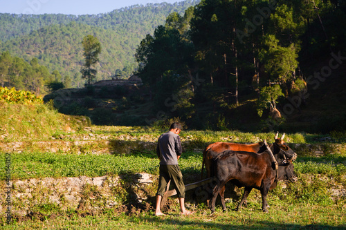 Indian Farmer Ploughing rice fields with a pair of oxes using traditional plough at sunrise.