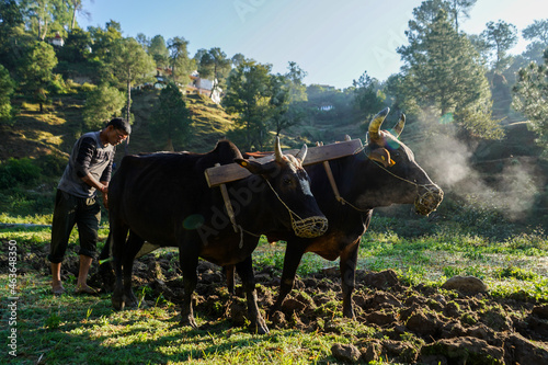 Obraz na plátně Indian Farmer Ploughing rice fields with a pair of oxes using traditional plough at sunrise