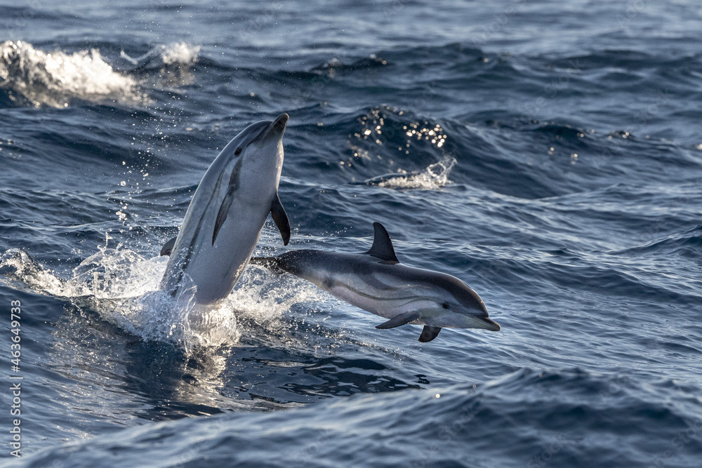 striped Dolphin while jumping in the deep blue sea near Genoa harbor italy - obrazy, fototapety, plakaty 